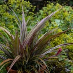 Astelia Nervosa 'Westland'