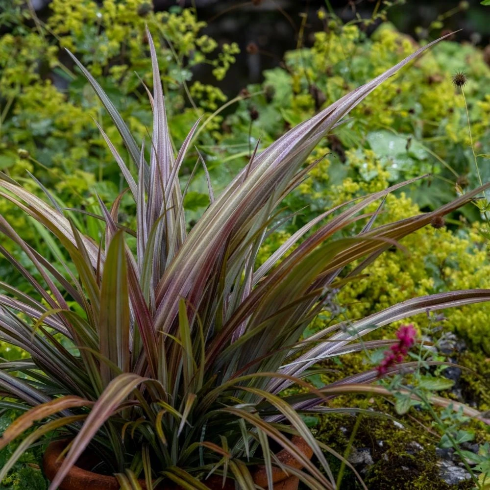 Astelia Nervosa 'Westland' 3 Astelia Nervosa 'Westland' - Image 3