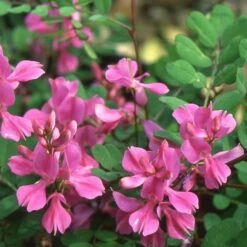 Indigofera Himalayensis 'Silk Road' (PBR)