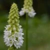 Primula Vialii Alison Holland ('Aliholl') (PBR)