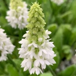 Primula Vialii Alison Holland ('Aliholl') (PBR) 6 Primula Vialii Alison Holland ('Aliholl') (PBR) -Pure Botanica pl2000036952 card3 lg