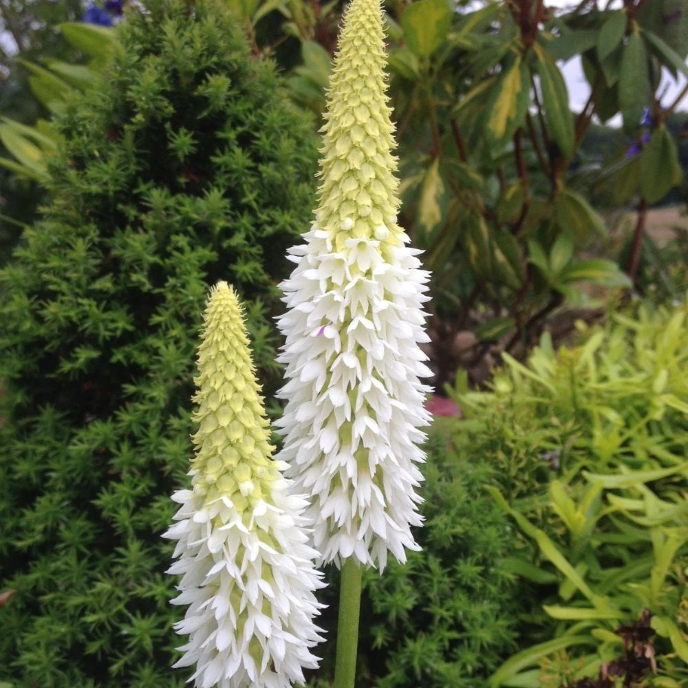 Primula Vialii Alison Holland ('Aliholl') (PBR) 4 Primula Vialii Alison Holland ('Aliholl') (PBR) - Image 4