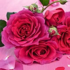 New Release -Pure Botanica pl2000036975 card2 lg