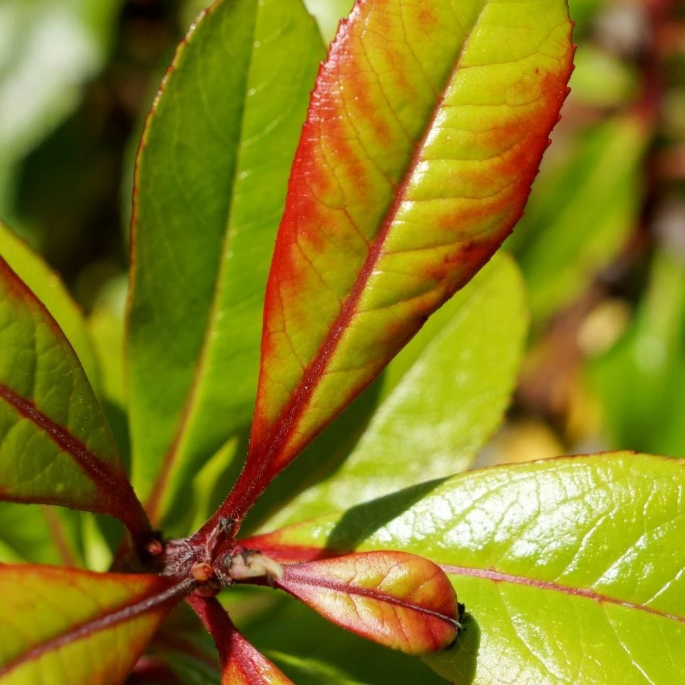 Escallonia Glowing Embers ('Lowat21') (PBR) 2 Escallonia Glowing Embers ('Lowat21') (PBR) - Image 2