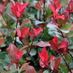 Photinia × Fraseri 'Little Red Robin'