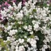 Symphoricarpos Magical Galaxy ('Kolmgala') (PBR)