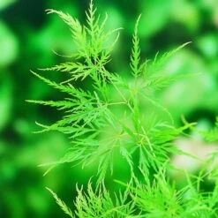 Acer Palmatum 'Dissectum' 9 Acer Palmatum 'Dissectum' -Pure Botanica pl2000037215 card5 lg