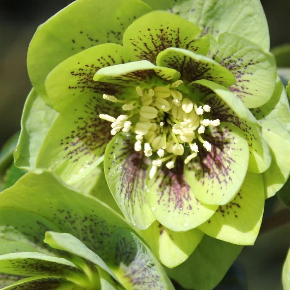 Helleborus × Hybridus Harvington Double Green Speckled 1 Helleborus × Hybridus Harvington Double Green Speckled