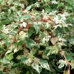 Ampelopsis Brevipedunculata 'Elegans'