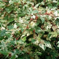 Ampelopsis Brevipedunculata 'Elegans' 5 Ampelopsis Brevipedunculata 'Elegans' -Pure Botanica pl2000037432 card3 lg