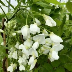 Wisteria Brachybotrys F. Albiflora 'Shiro-kapitan' 5 Wisteria Brachybotrys F. Albiflora 'Shiro-kapitan' -Pure Botanica pl2000037435 card3 lg
