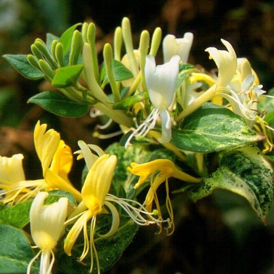 Lonicera Japonica 'Horwood Gem' 1 Lonicera Japonica 'Horwood Gem'