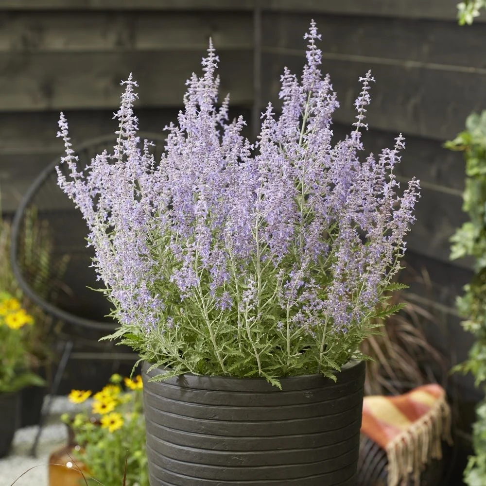 Perovskia Lacey Blue ('Lisslitt') (PBR) 2 Perovskia Lacey Blue ('Lisslitt') (PBR) - Image 2