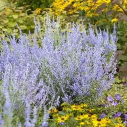 Perovskia Lacey Blue ('Lisslitt') (PBR) 6 Perovskia Lacey Blue ('Lisslitt') (PBR) -Pure Botanica pl2000037478 card3 lg