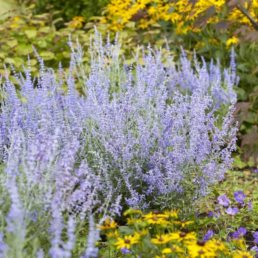 Perovskia Lacey Blue ('Lisslitt') (PBR) 3 Perovskia Lacey Blue ('Lisslitt') (PBR) - Image 3