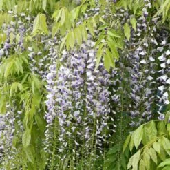 Wisteria Floribunda F. Multijuga -Pure Botanica pl2000037592 card3 lg