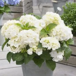New Release 3 Hydrangea Macrophylla 'Little White'