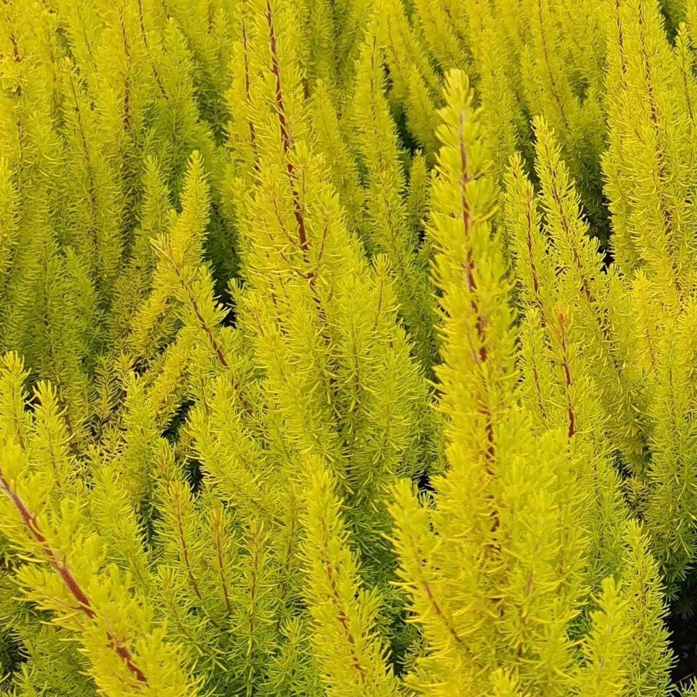 Erica Arborea Var. Alpina F. Aureifolia 'Albert's Gold' 2 Erica Arborea Var. Alpina F. Aureifolia 'Albert's Gold' - Image 2