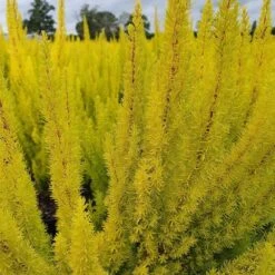 Erica Arborea Var. Alpina F. Aureifolia 'Albert's Gold' 5 Erica Arborea Var. Alpina F. Aureifolia 'Albert's Gold' -Pure Botanica pl2000037694 card3 lg