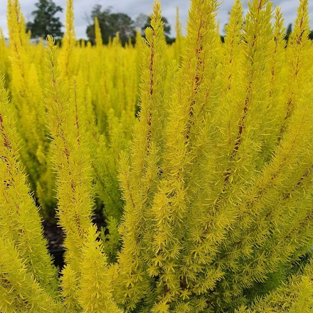 Erica Arborea Var. Alpina F. Aureifolia 'Albert's Gold' 3 Erica Arborea Var. Alpina F. Aureifolia 'Albert's Gold' - Image 3