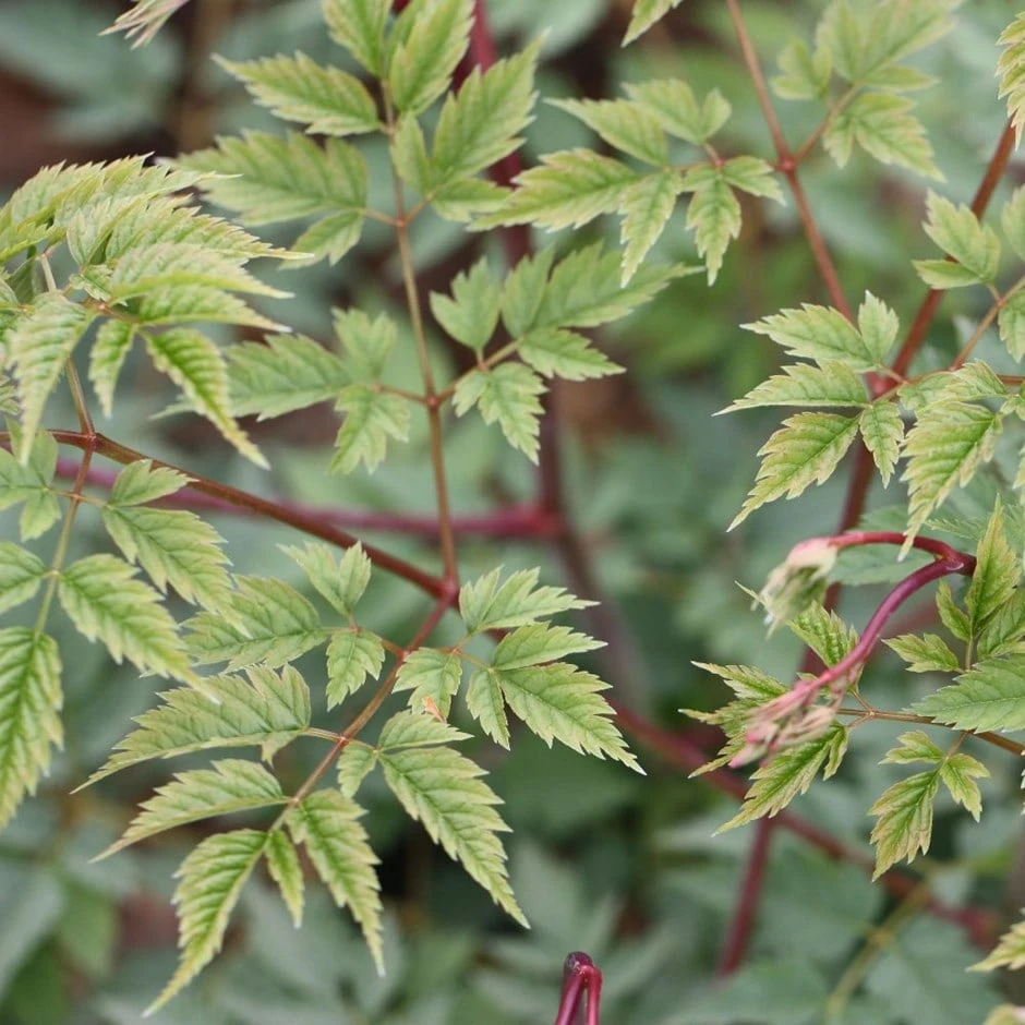 Aruncus 'Horatio' 1 Aruncus 'Horatio'