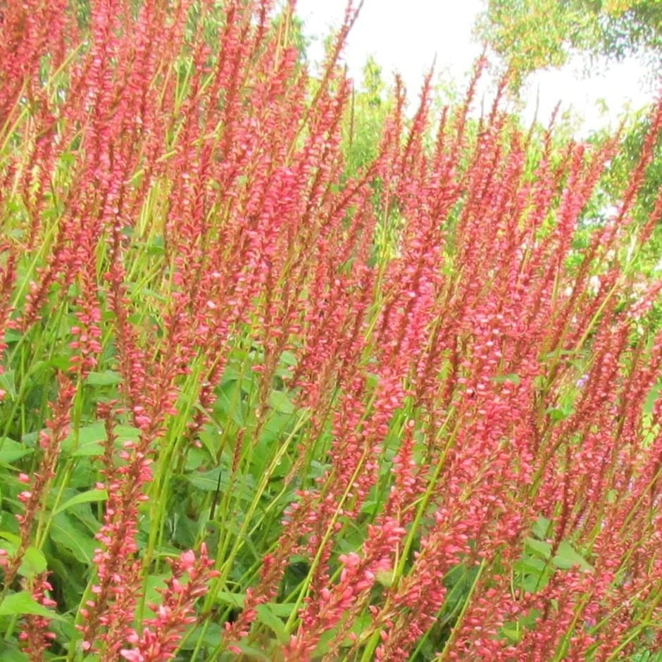 Bistorta Amplexicaulis Orange Field ('Orangofield') (PBR) 1 Bistorta Amplexicaulis Orange Field ('Orangofield') (PBR)