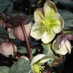 New Release -Pure Botanica pl2000037809 card2 lg