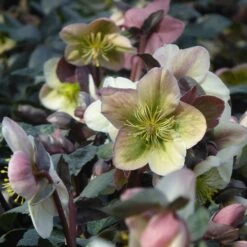 Helleborus 'Winter Moonbeam' 6 Helleborus 'Winter Moonbeam' -Pure Botanica pl2000037809 card3 lg