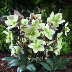 New Release 12 Helleborus × Ericsmithii 'Winter Sunshine'
