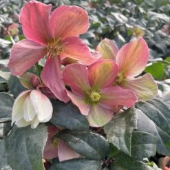 New Release -Pure Botanica pl2000037813 card2 lg