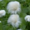 Eriophorum Angustifolium