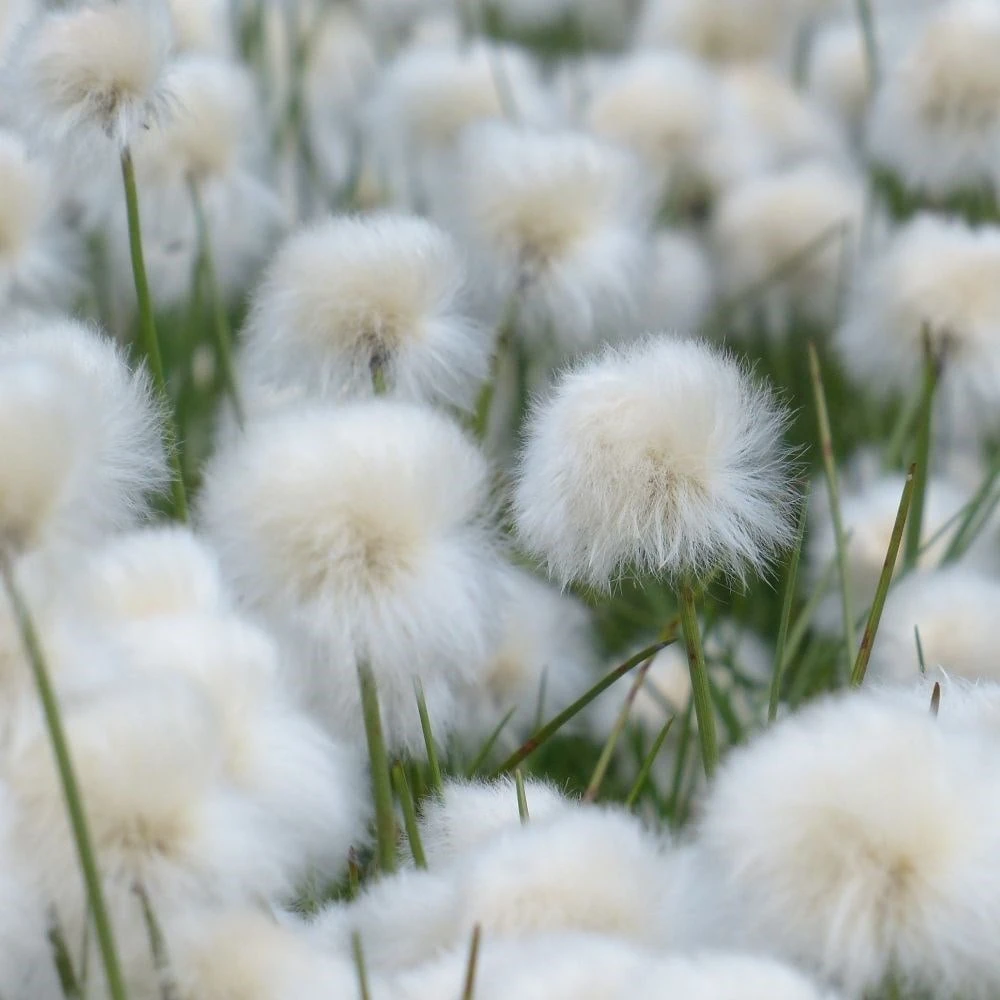 Eriophorum Angustifolium 2 Eriophorum Angustifolium - Image 2