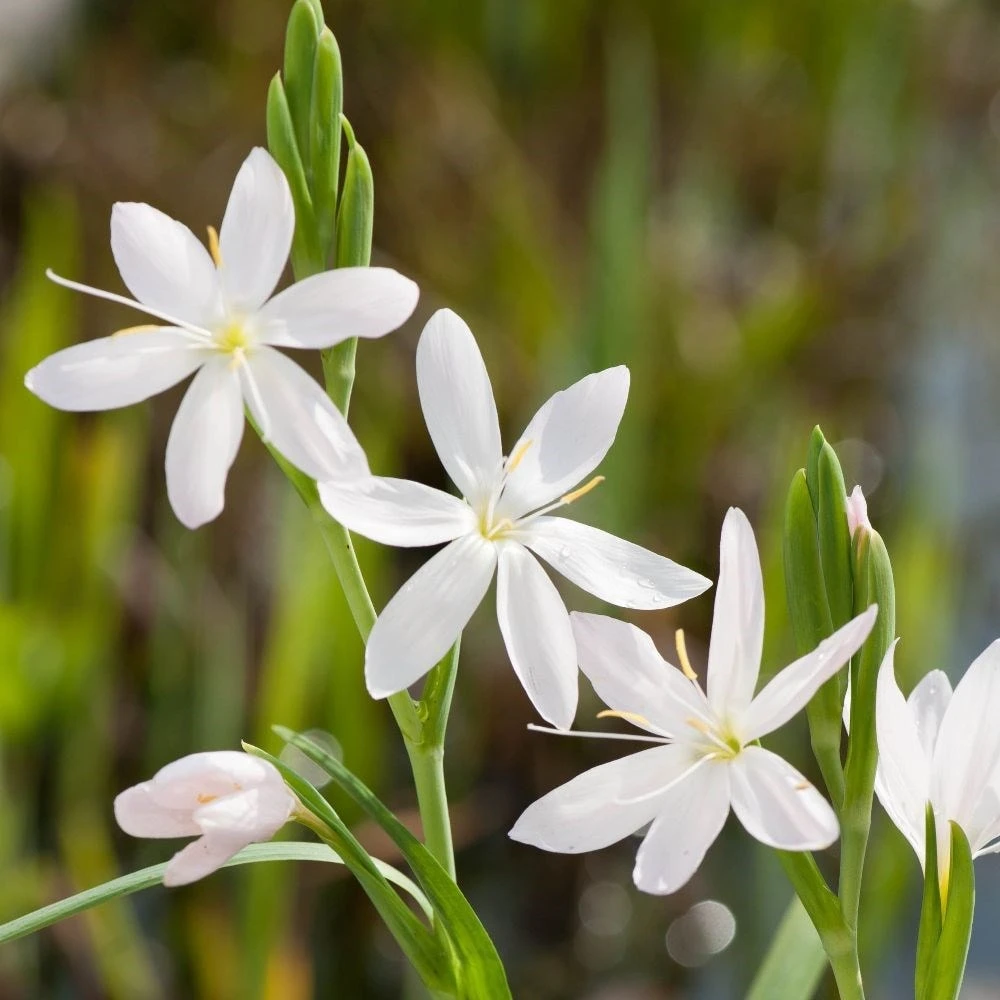 Hesperantha Coccinea F. Alba 2 Hesperantha Coccinea F. Alba - Image 2