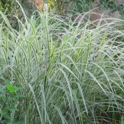 Miscanthus Sinensis Var. Condensatus 'Cosmopolitan'