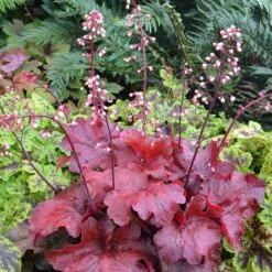 Heuchera 'Fire Alarm' (PBR)