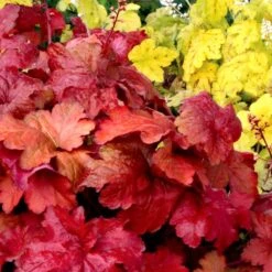 Heuchera 'Fire Alarm' (PBR) -Pure Botanica pl2000038521 card3 lg