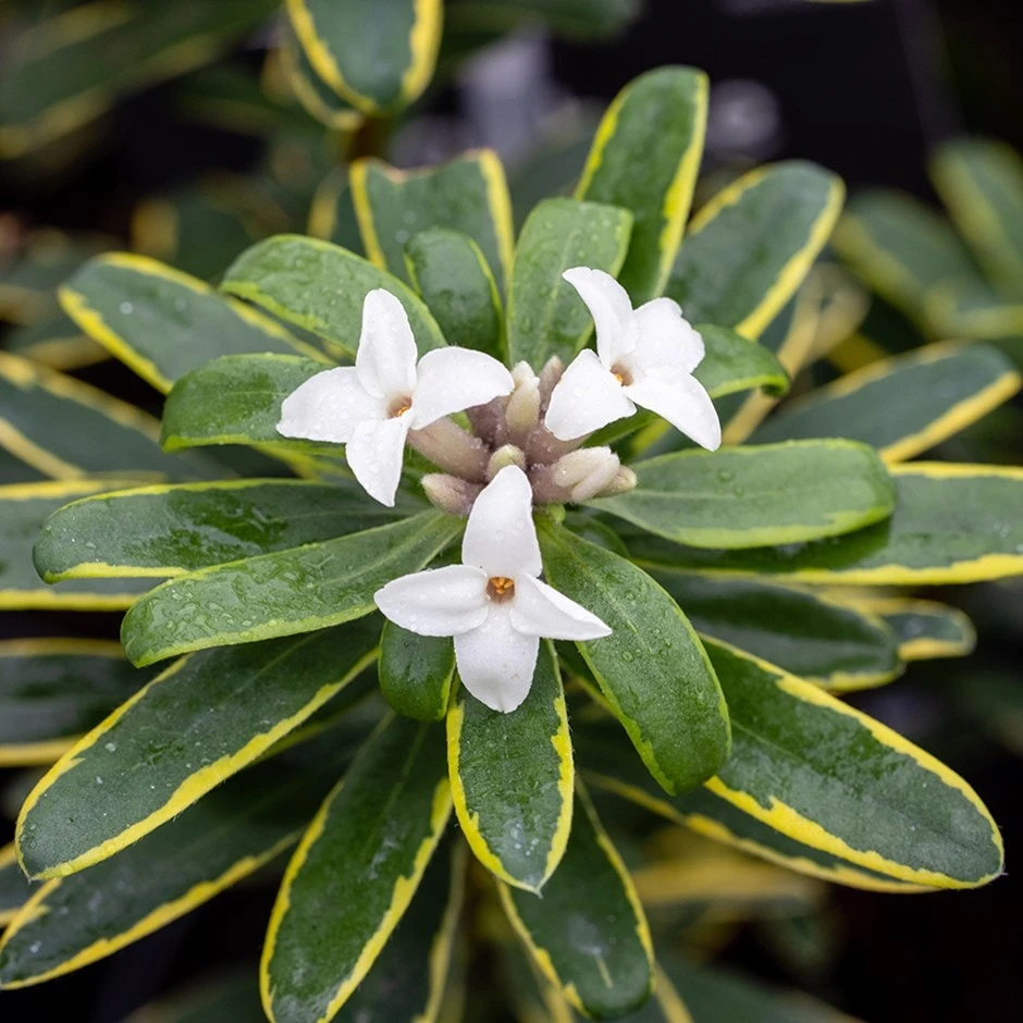 Daphne × Transatlantica 'Summer Ice' 1 Daphne × Transatlantica 'Summer Ice'