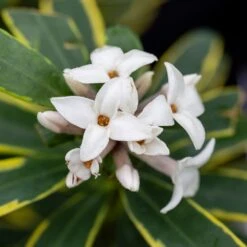 Daphne × Transatlantica 'Summer Ice' 5 Daphne × Transatlantica 'Summer Ice' -Pure Botanica pl2000038818 card3 lg