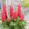 Lupinus 'Red Rum' (PBR)