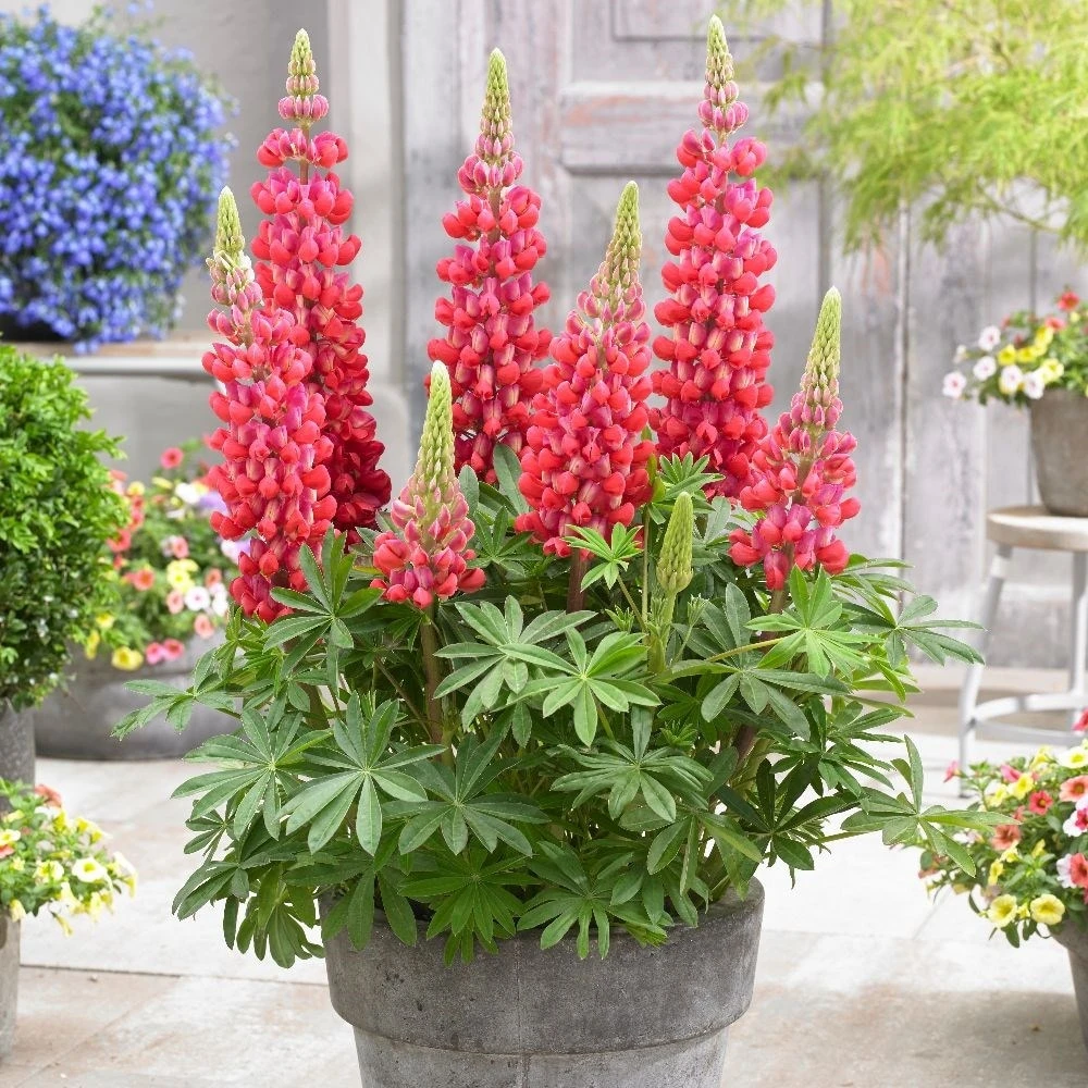 Lupinus 'Red Rum' (PBR) 2 Lupinus 'Red Rum' (PBR) - Image 2