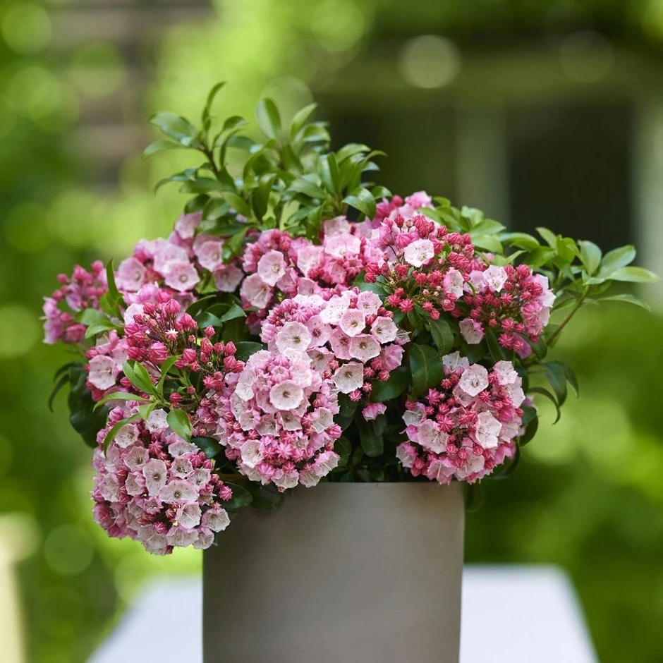 Kalmia Latifolia 'Little Linda' 1 Kalmia Latifolia 'Little Linda'