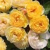 Rosa Belle De Jour ('Deljauper') (PBR)