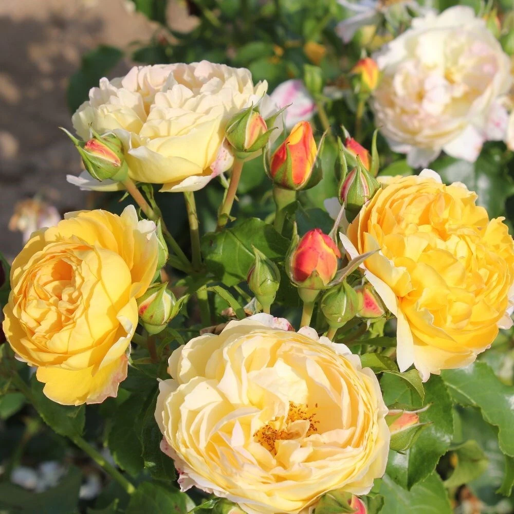 Rosa Belle De Jour ('Deljauper') (PBR) 2 Rosa Belle De Jour ('Deljauper') (PBR) - Image 2