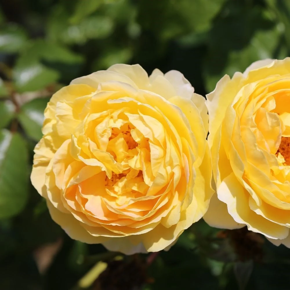 Rosa Belle De Jour ('Deljauper') (PBR) 4 Rosa Belle De Jour ('Deljauper') (PBR) - Image 4