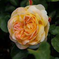 Rosa Belle De Jour ('Deljauper') (PBR) 11 Rosa Belle De Jour ('Deljauper') (PBR) -Pure Botanica pl2000040031 card6 lg