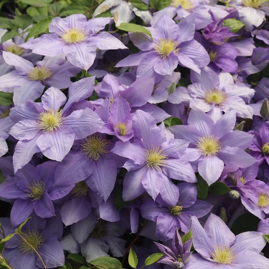 Clematis Cézanne ('Evipo023') (PBR) (Boulevard Series) 1 Clematis Cézanne ('Evipo023') (PBR) (Boulevard Series)