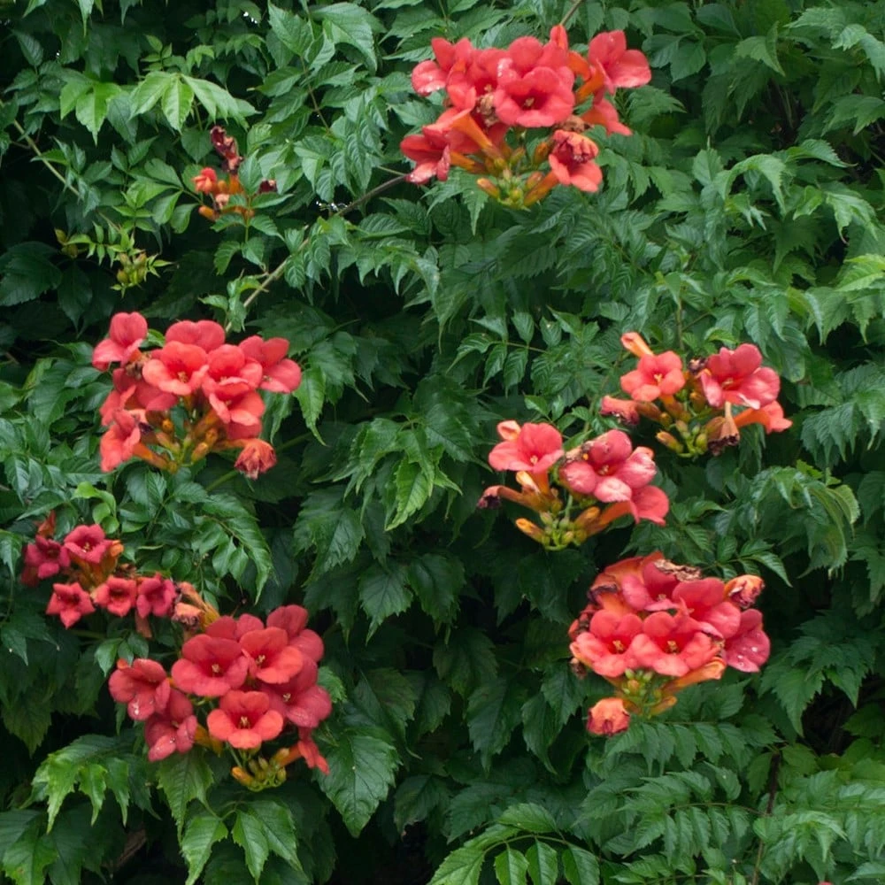 Campsis × Tagliabuana 'Madame Galen' 2 Campsis × Tagliabuana 'Madame Galen' - Image 2