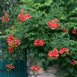 Campsis × Tagliabuana 'Madame Galen' 5 Campsis × Tagliabuana 'Madame Galen' -Pure Botanica pl2000041159 card3 lg