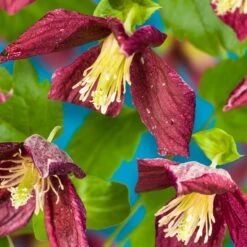Clematis Cirrhosa Var. Purpurascens 'Lansdowne Gem'