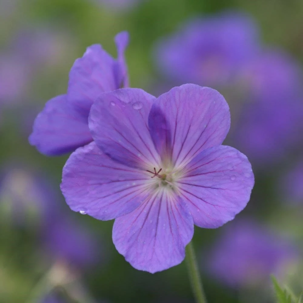 Circles & Spires Collection 2 Circles & Spires Collection - Image 2